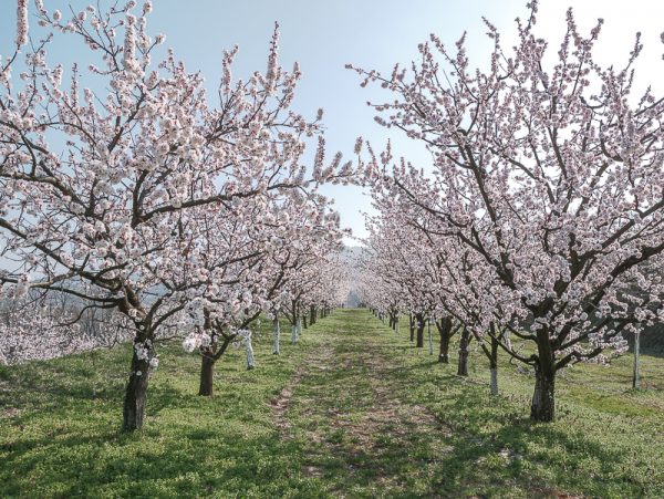 Apricot Blossom at Wachau: All you need to know - Traveldreamfairy